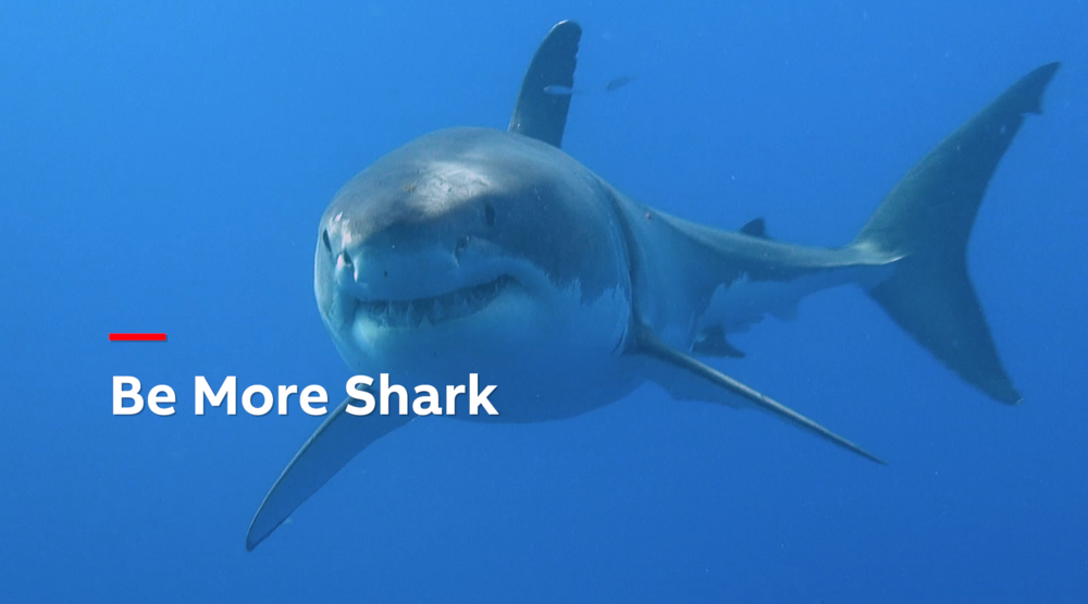 BE More Shark - ABB PAMA