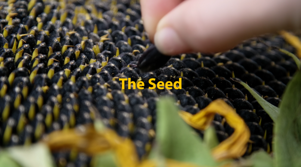 The Seed - ABB PAMA