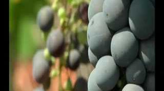 Recorriendo los procesos vitivinícolas - área agrícola